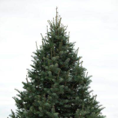 Image for choice number 5