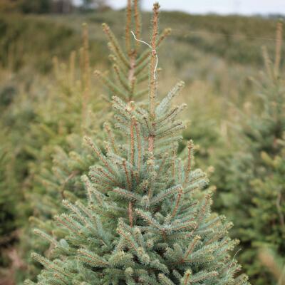 Image for choice number 4