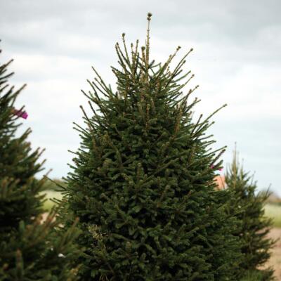 Image for choice number 1