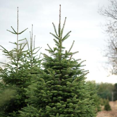 Image for choice number 3